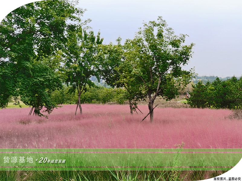 粉黛乱子草花海公园打造步骤