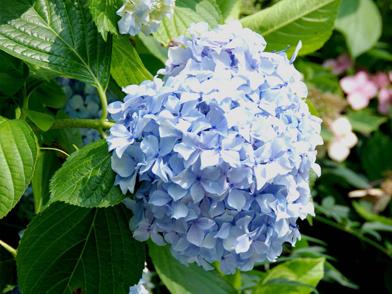 八仙花的花色是如何调色的