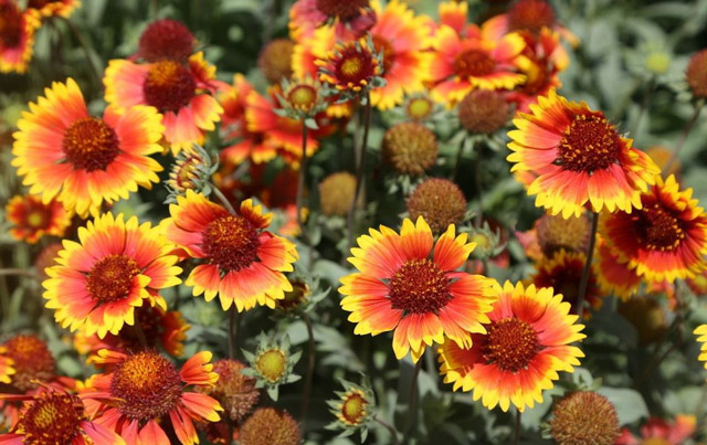 小区绿化适合种植哪些地被及宿根花卉植物？