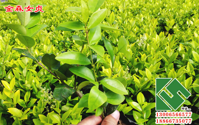 金叶女贞对城市绿化有何帮助？