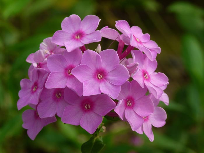 如何选择宿根花卉？