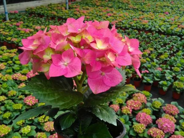 草花种植基地为大家介绍鼠尾草的生长习性是怎样的？