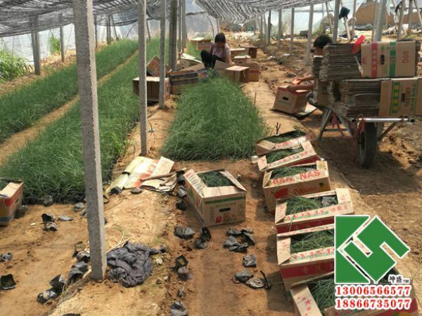 贵州一花海工地采购粉黛装箱中