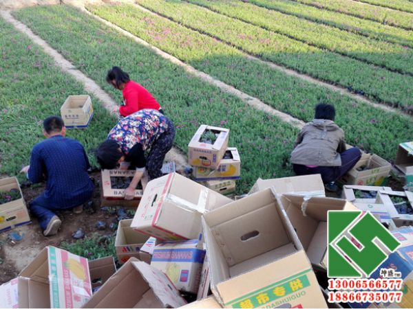浙江年年花家具采购玫红丛生福禄考装箱中