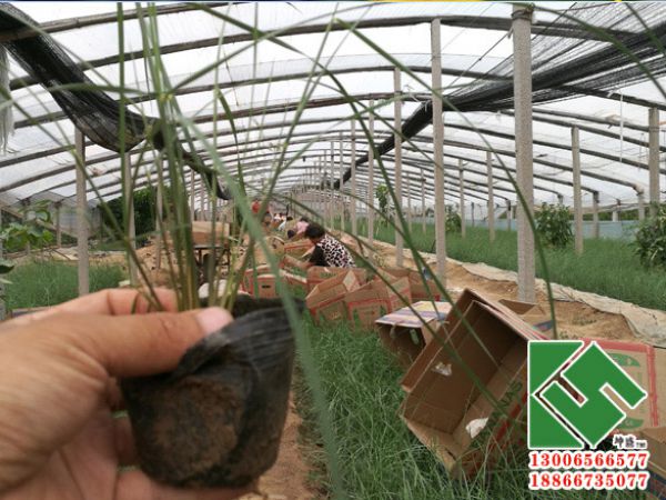 发江苏粉黛乱子草装箱发货现场