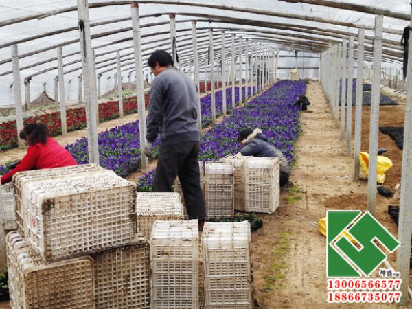 湖北麻城园林局采购矮牵牛装箱中