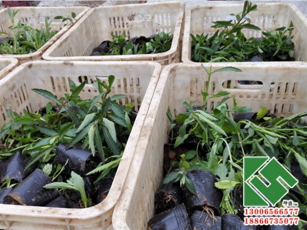 平顶山一公园采购马鞭草装箱发货