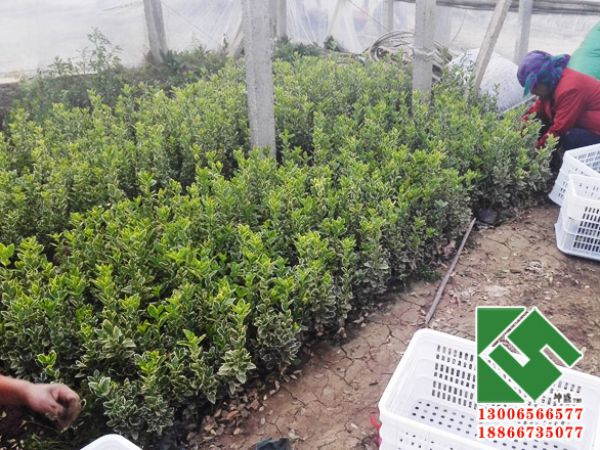 青岛城阳小区绿化采购金边冬青一批