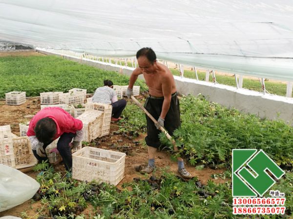 河北深州监狱监区绿化采购羽扇豆8万株