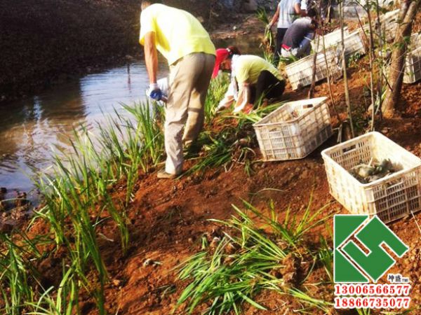 河道绿化栽植现场