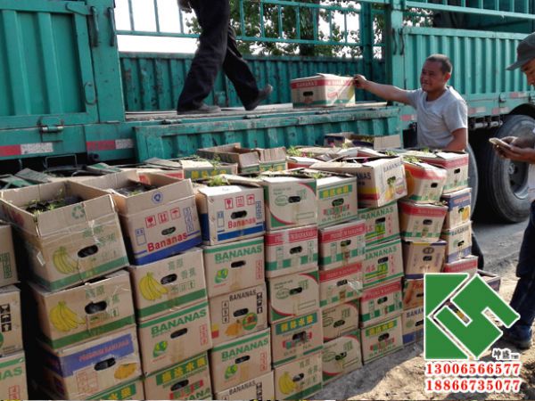 威海工地采购丛生福禄考装车中