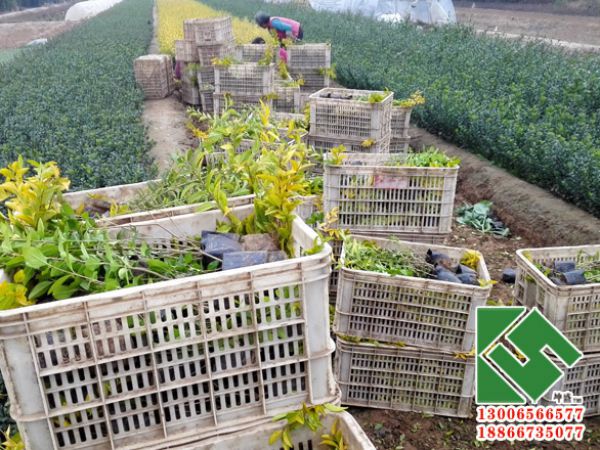 聊城客户采购金叶女贞装箱中