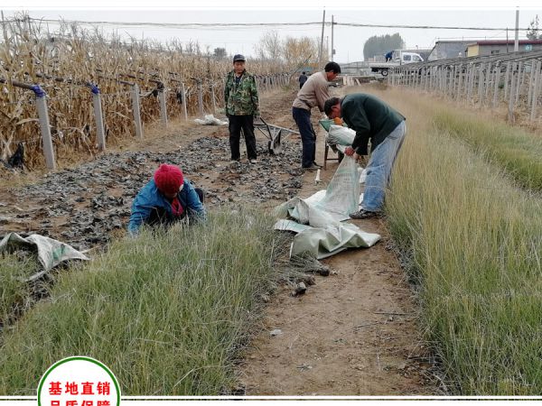 西安西咸新区采购20万株粉黛乱子草