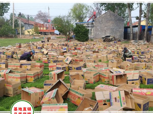 长沙单位采购屋顶绿化佛甲草30万盆