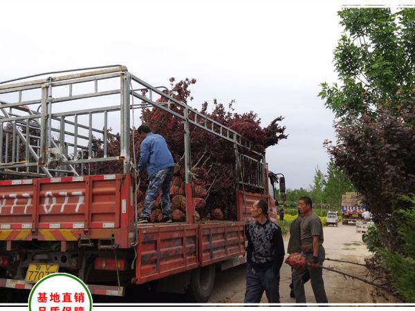 衡水市政采购城市绿化苗木500株