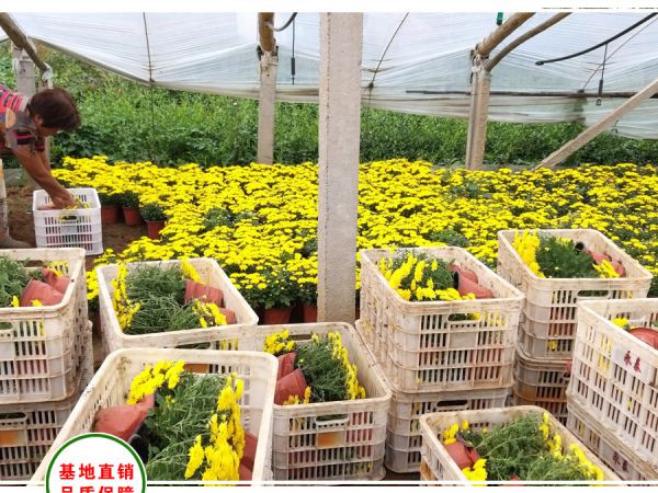 大庆油田60周年庆典采购花卉50万盆