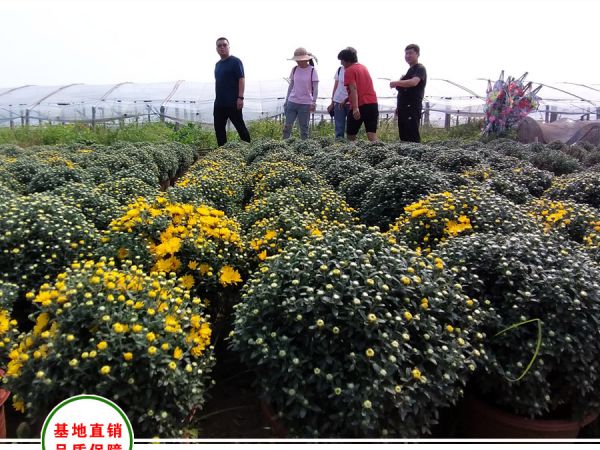 河北方特订购观赏菊花5万盆