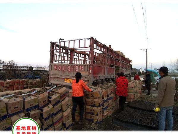 贵阳工地采购20万大盆芝樱发货