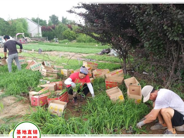 重庆园林公司采购常绿萱草18万株