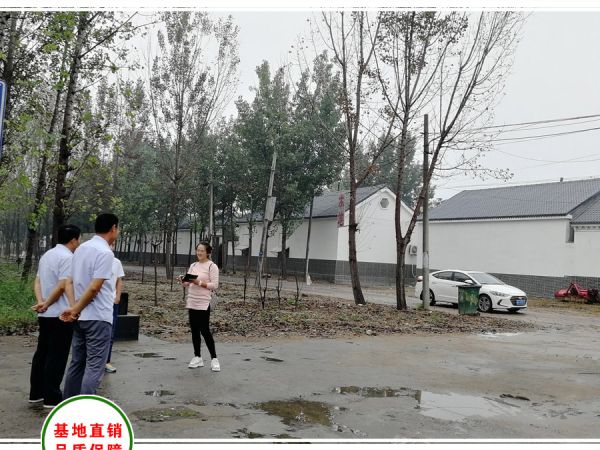 滨州美丽乡村绿化项目现场考察