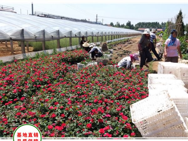 安徽淮北工地10万株红帽月季装货中