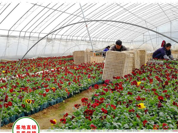 南京客户采购三色堇花卉16万盆