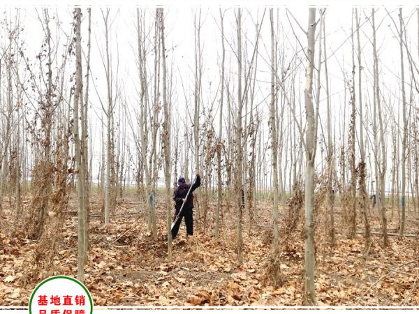 合肥工地采购12cm法桐1000株