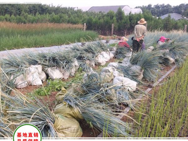 北京客户采购蓝冰麦观赏草5万盆