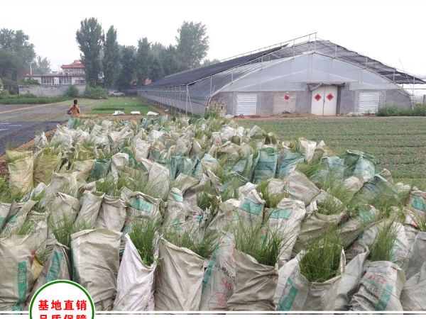 秦皇岛野-生动物园采购观赏草100万株