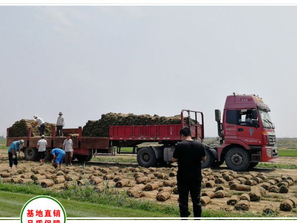 济南工地采购5000平方混播草坪装车