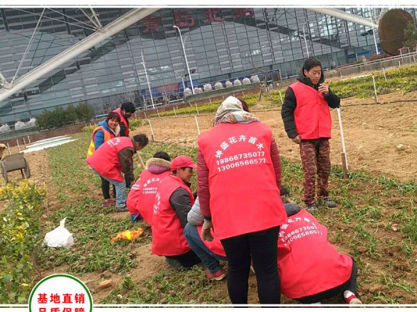 青岛北站70万平方绿化工程