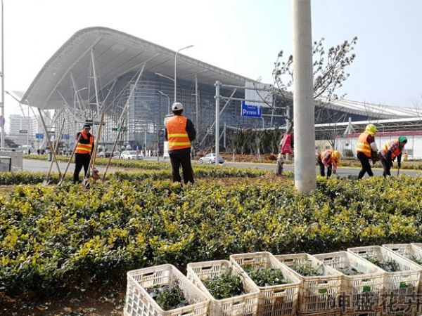 绿化苗木栽植施工