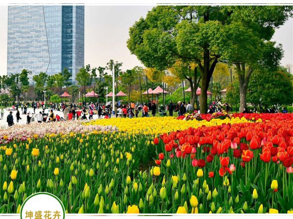 郁金香花展施工