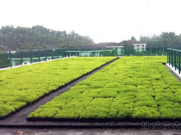 屋顶绿化