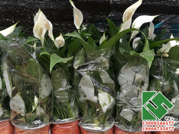 一帆风顺（白掌）