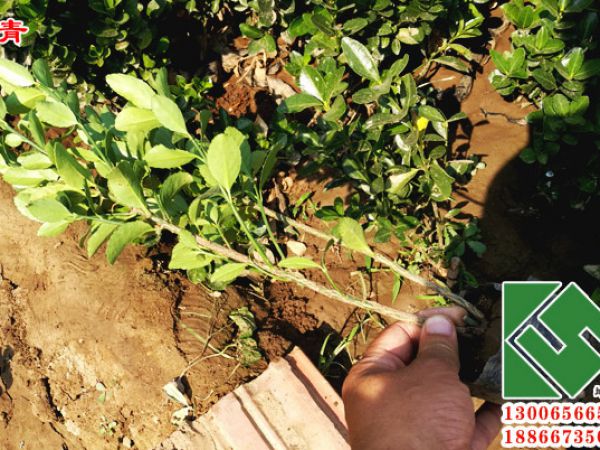 冬青苗（大叶黄杨）