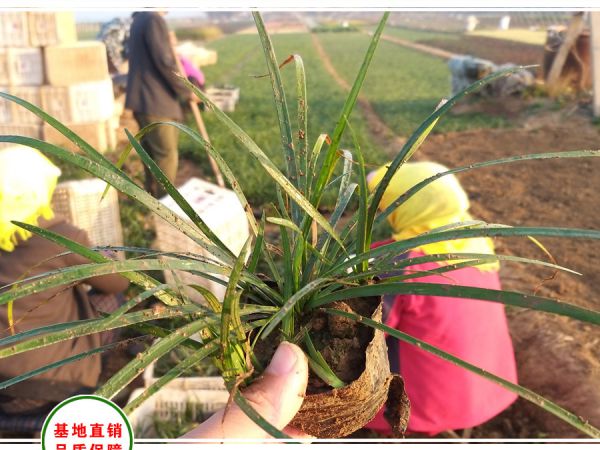 兰花三七（小叶麦冬）