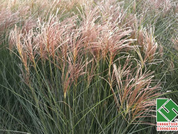 细叶芒