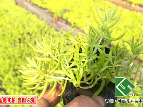 金叶佛甲草（黄金条）