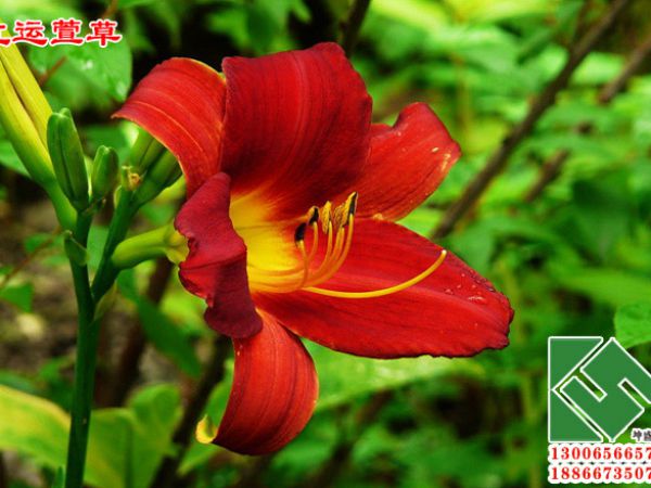 红运萱草