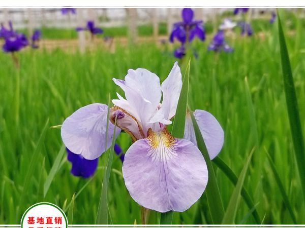 花菖蒲（玉蝉花）