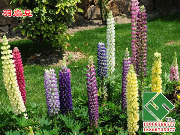 羽扇豆（鲁冰花）