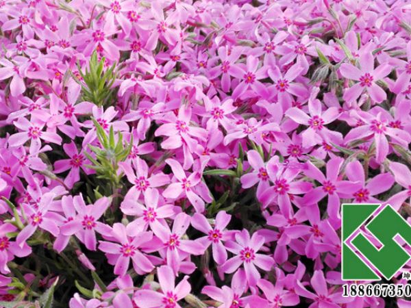 芝樱（丛生福禄考）