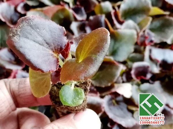 四季海棠穴盘苗