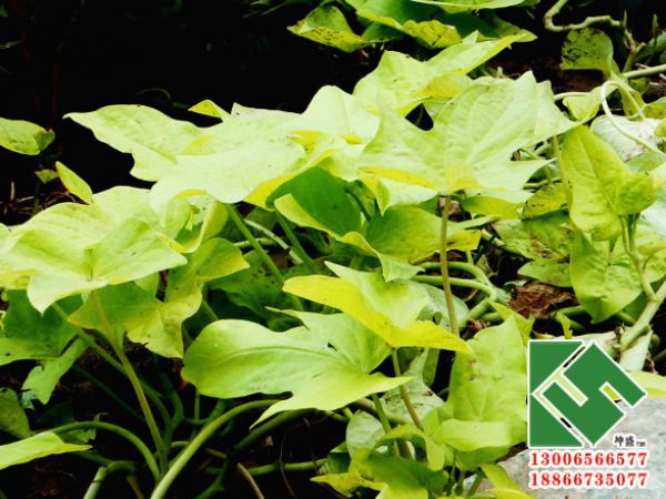 金叶甘薯（黄金薯）