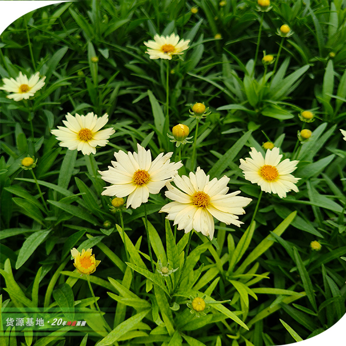 金鸡菊02.jpg