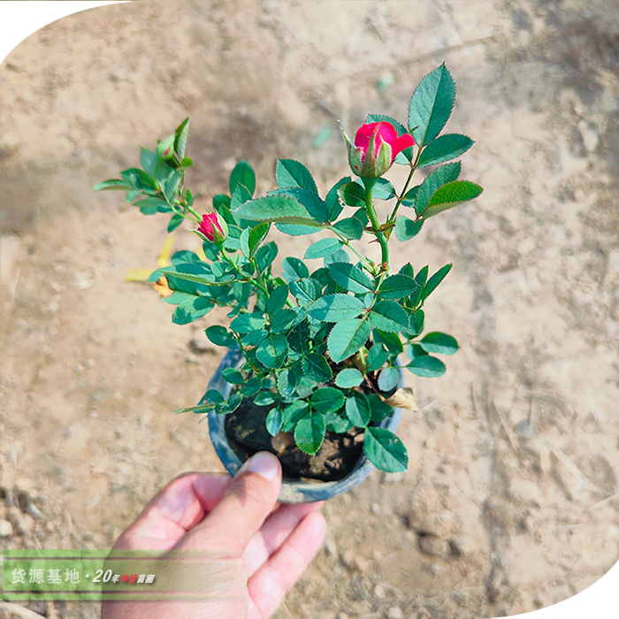 迷你月季02.jpg