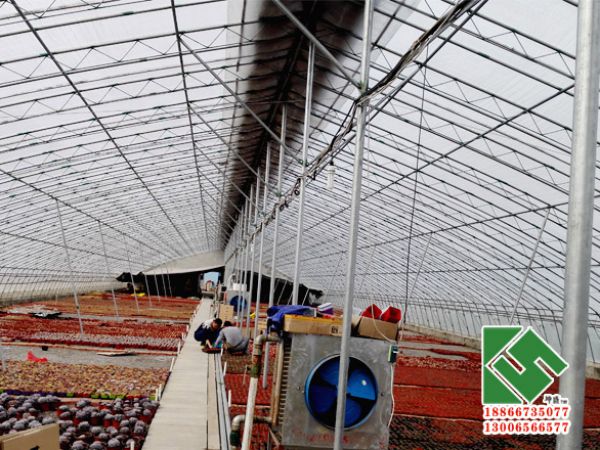 多肉植物种植大棚