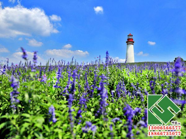 蓝花鼠尾草花海