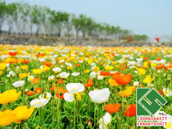 冰岛虞美人花海